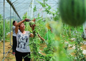 改革開放四十年 漢中工農業生產實現跨越式發展