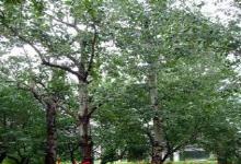 聊城農林牧漁 區域經濟發展的支柱產業