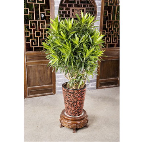 寶山工廠綠化收費與養護服務指南