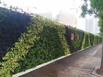 廣州成茂園林綠化 專業植物租賃與養護，打造綠色辦公空間