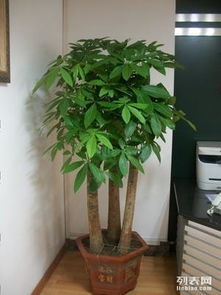 上海辦公室綠植租擺與花卉租賃服務 專業園林綠化，價格實惠，助力商務環境升級